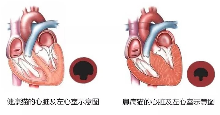 猫宫庄园 肥厚型心肌病(hcm)的测试