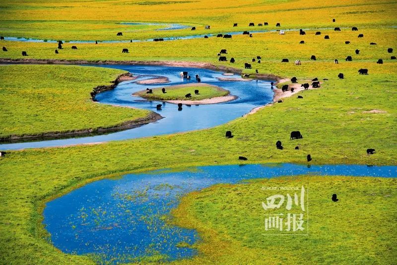 月的阿坝,河流,草原,牛群,组成动人风景(夏雪东尔 摄)