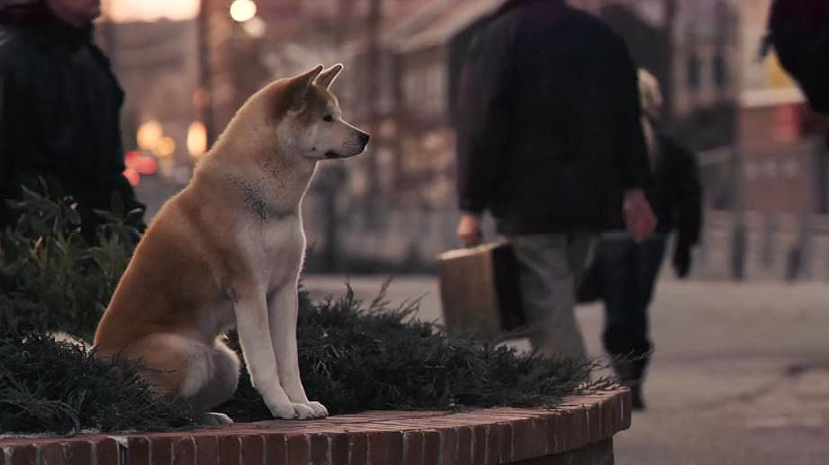 忠犬八公真的是忠犬吗