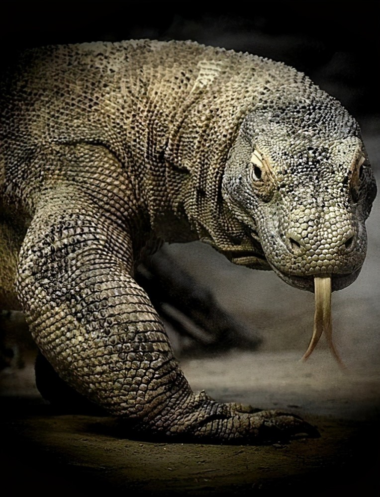 现存最大的蜥蜴,被神话的科莫多巨蜥,其真正战斗力到底如何?