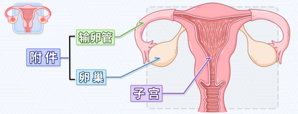 盆腔炎发生的四大原因,早知道早预防!