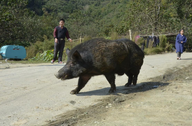 很多村民也是对野猪进行攻击,不料反倒遭遇了野猪的攻击,从而威胁到