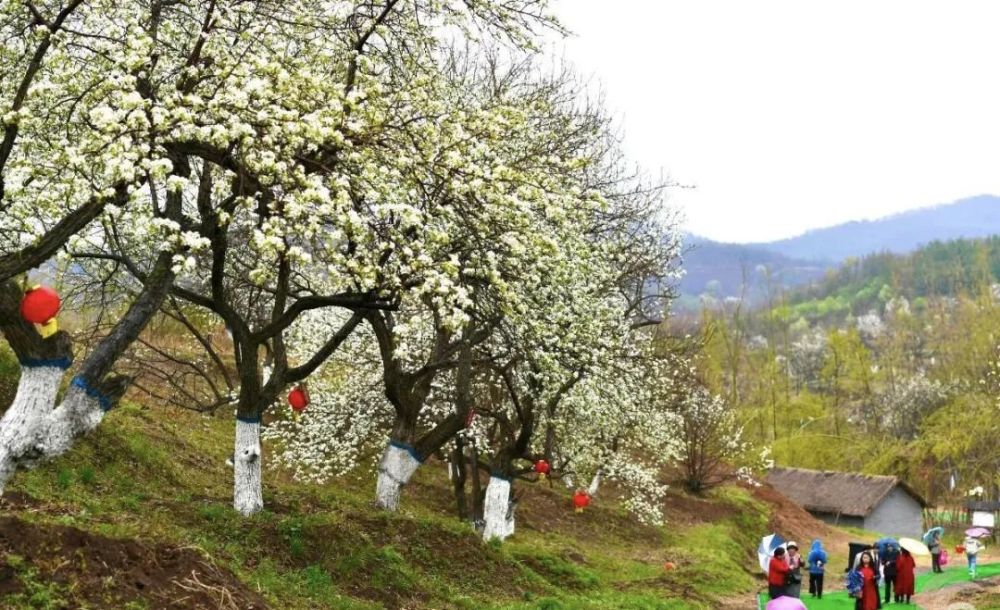 长春莲花山百年梨园今日免费开园