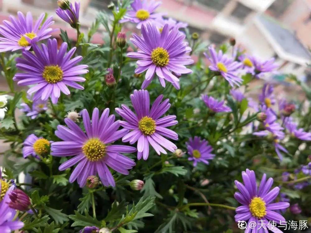 鬼针草(园艺品种)76矢车菊77勿忘我78蓝雪花79吉普赛满天星80紫色雪茄