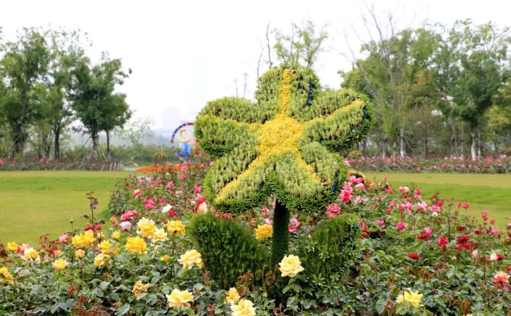 惊艳了五月,同你坠入南通植物园浪漫的月季花海!