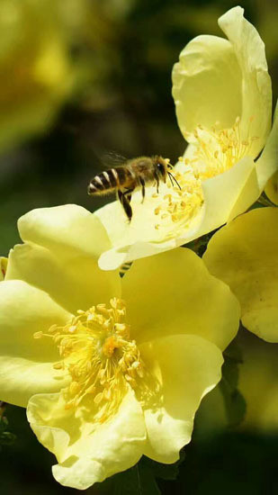 赏美景|一组采蜜图,带你感受蜜蜂的勤劳!