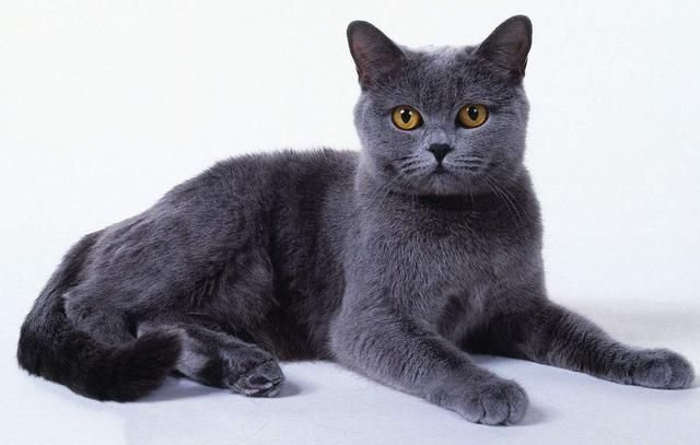 俄罗斯蓝猫 ▲英短蓝猫的主要特征:圆脸,黄眼睛,四肢粗短 欢迎各位