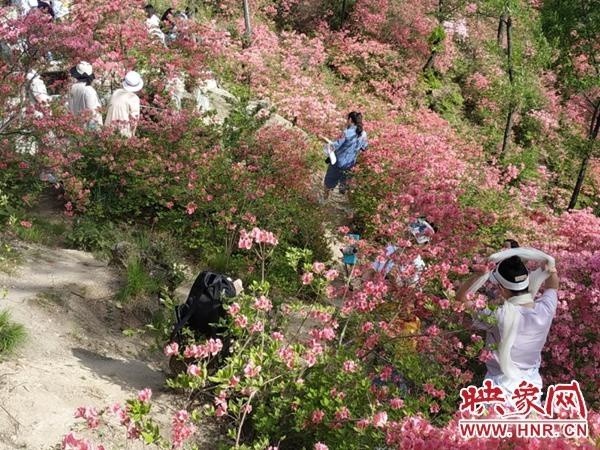 大美杜鹃花绚烂鲁山"五一"小长假