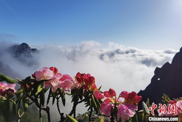 黄山杜鹃是安徽省省花,生长在黄山之巅的它,有着和黄山松一样坚韧不拔