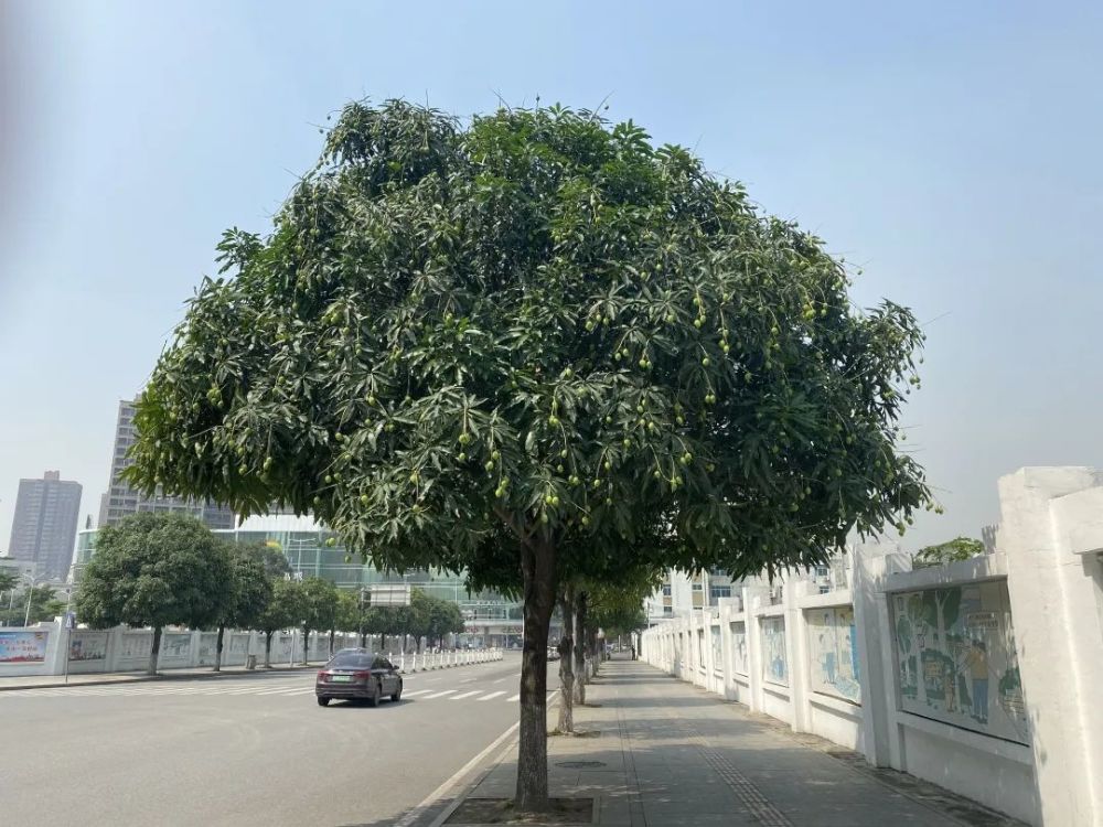 记者在厚街镇教育路看到,道路两旁种满了绿化芒果树,树上绿油油的芒果