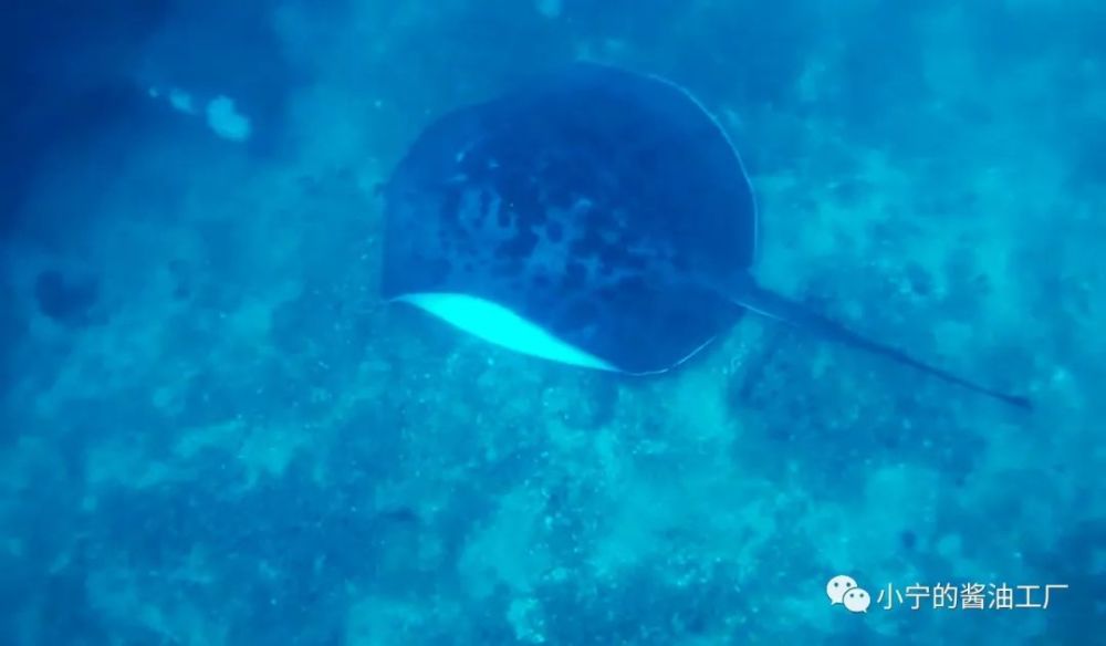 舰体外聚集的鱼群 来源:小宁拍摄,请勿转载沉船附近的海洋生物非常