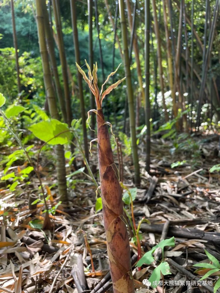 恰逢竹林青青竹笋香,走进滚滚的秘密花园