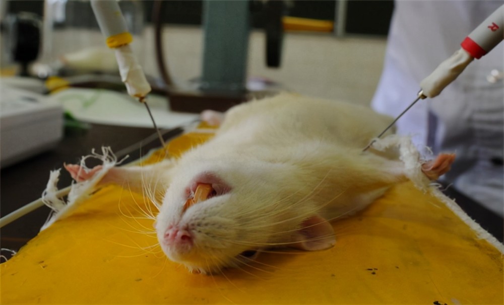 为什么总用小白鼠做实验?科学家给出答案,动物也需要尊严
