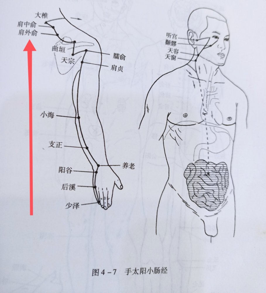 手太阳小肠经是十二经络的第条经络,简称小肠经或者手太阳经.