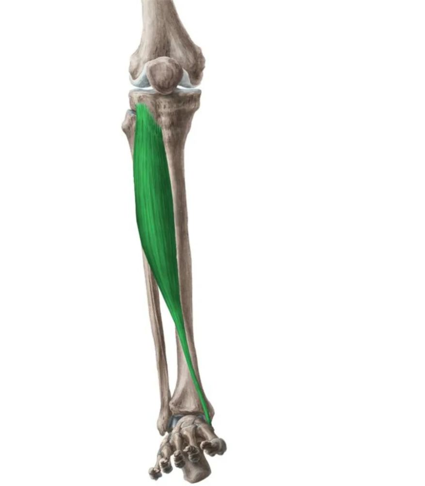 胫骨前肌解剖 起点:胫骨外侧面. 止点:内侧楔骨跖面,第1 跖骨底.