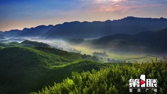 打卡巴渝美景:梁平百里竹海