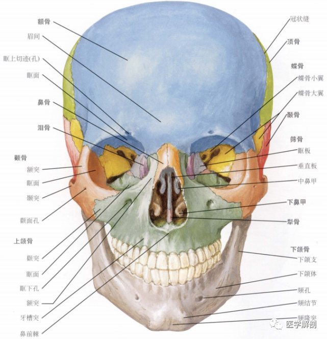 填图题|颅的解剖:前面观|上颌骨