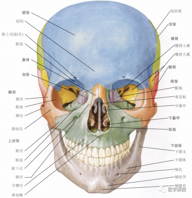 颅的前面观