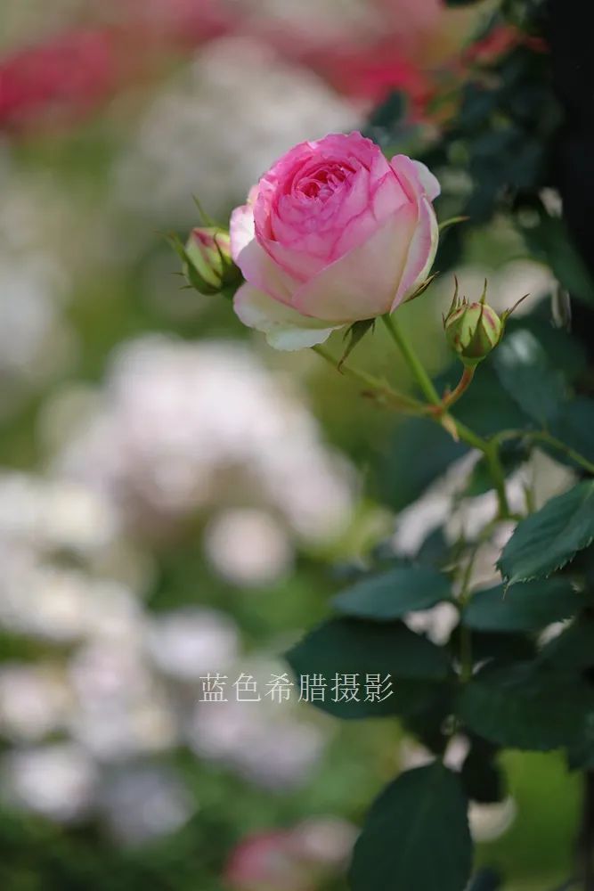 分享我镜头里的蔷薇花,一起细嗅花香,感受5月美好
