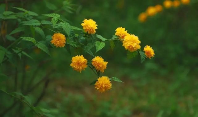 商丘市日月湖:春色酿成花世界,棣棠花开灿若金