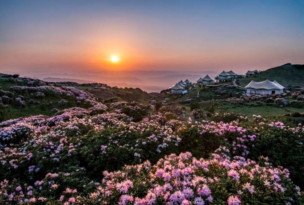 日落余晖下乌蒙大草原上的高山矮杜鹃.