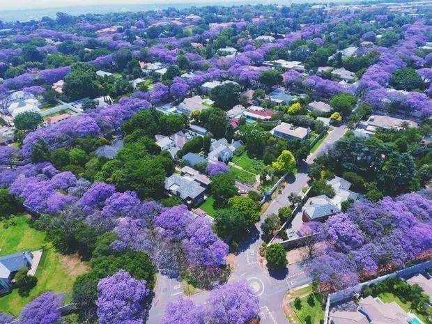 西昌蓝花楹赏花路线和攻略