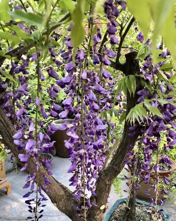 紫藤跟凌霄花,这2种植物,哪种更好?首选紫藤花,高端