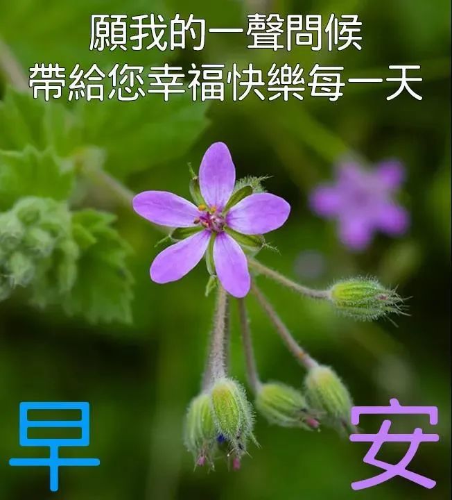 早安问候祝福语加动态漂亮图片,早上好暖心早安吉祥问候语