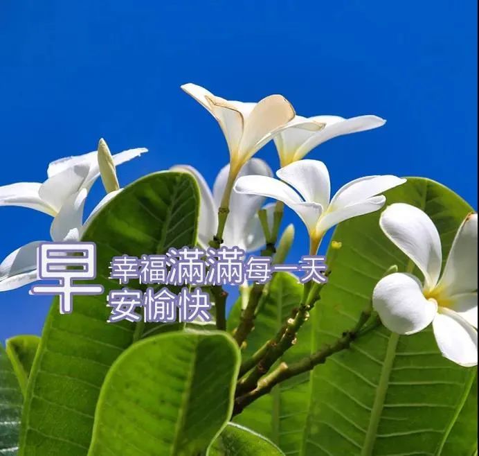早安问候祝福语加动态漂亮图片,早上好暖心早安吉祥问候语