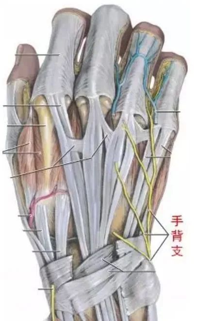 掌深部,分布于小鱼际肌群,全部骨间肌,第3,4蚓状肌,拇收肌和拇短屈肌