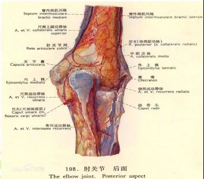 肘关节由肱骨下端和尺桡骨上端包在一个关节囊内所构成,由关节囊,韧带