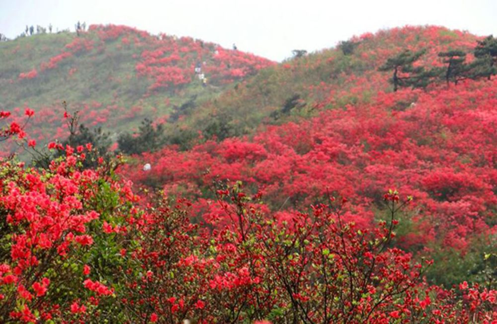 桃源尖茅山尖六春湖浙江杜鹃花胜地绵延十里不绝