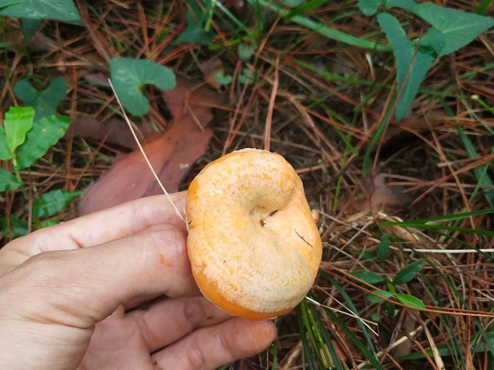 (注:在湖北,松树菌一般被称作松菌子,松树菇,黄丝菌,江西称它为琼毛菇