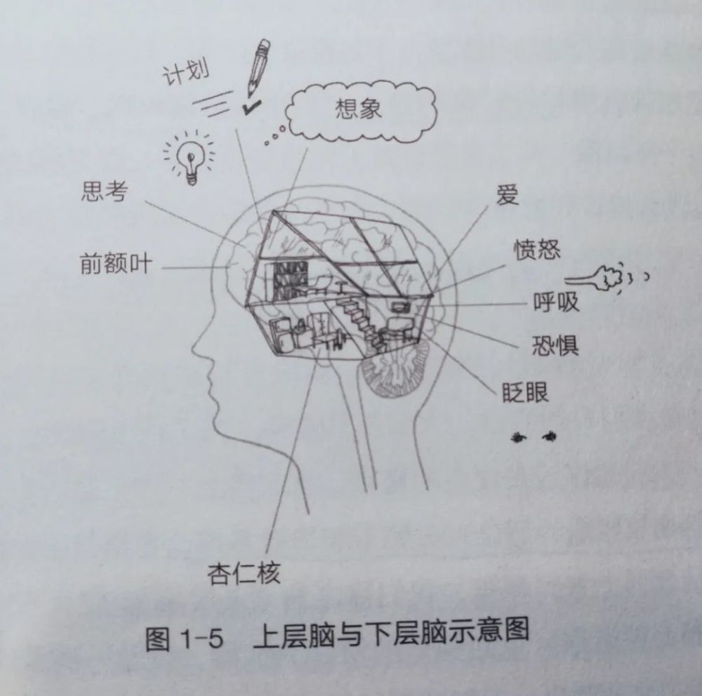 "过度鸡娃伤大脑,这本哈佛毕业脑科学专家的书太及时雨了