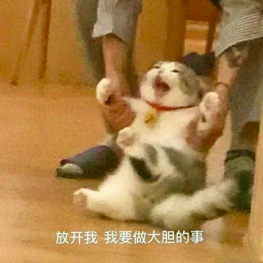 喵咪表情包/我就是蛮不讲理还倍可爱