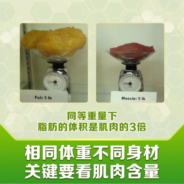相同体重为何身材会大不同?