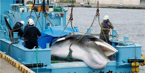 日本为何多年坚持捕鲸?真实目的并非吃肉,背后意图值得世界警惕