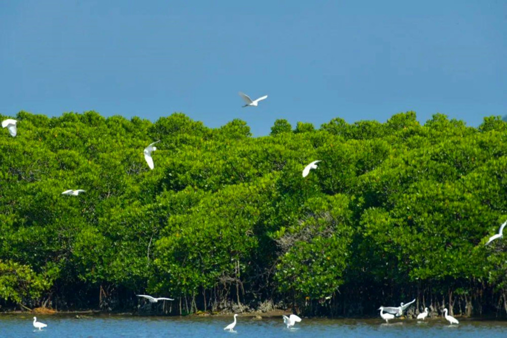 海口市有一处"海上森林",是国内第一个国家级红树林自然保护区