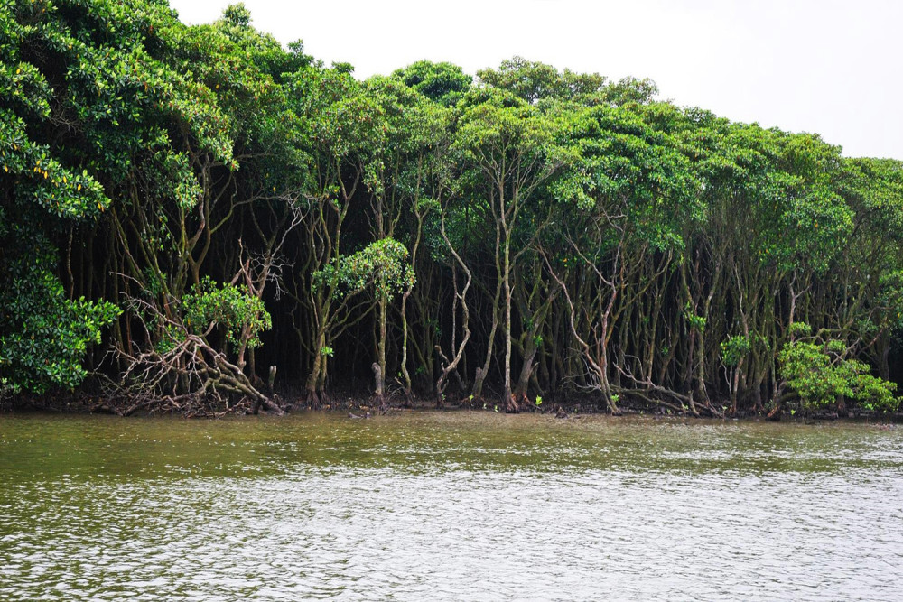 海口市有一处"海上森林",是国内第一个国家级红树林自然保护区
