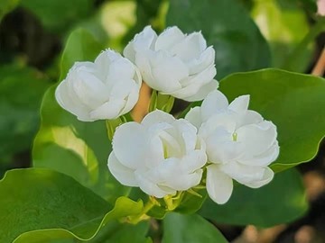 中华茉莉园首届茉莉花开采节|茉莉花|中华|横县|南宁