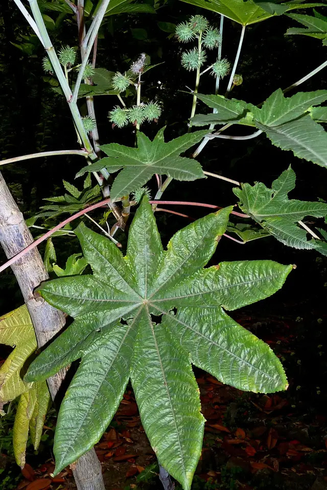 这是一种对人类十分有用的经济植物,蓖麻的叶子可以养蓖麻蚕,蓖麻的茎