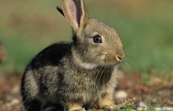 为什么兔子没有马大?简单的问题让科学界头疼,如今终于找到答案