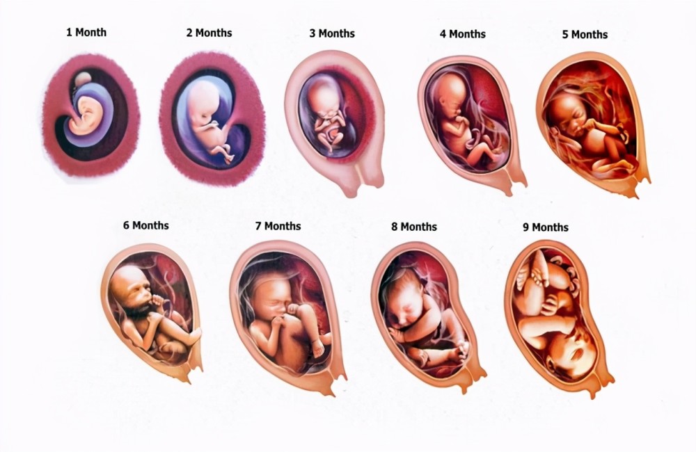 孕晚期胎儿"头朝下"的姿势不难受吗?为和妈妈见面,胎儿很努力