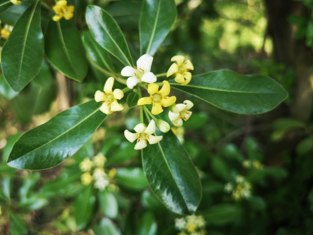 路边的海桐花,花开正盛,清雅芳香|海桐|园林|观叶