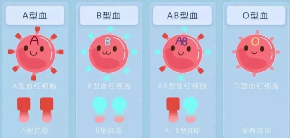 谈"o"色变,ab血型的爸爸不能娶o型的妈妈?