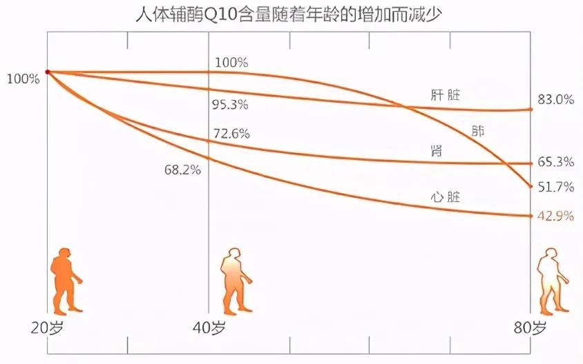作为人体中的一种重要辅酶—辅酶q10在人体中总含量约为500-1500