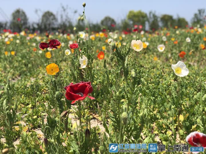 南通都市农业公园今日开园