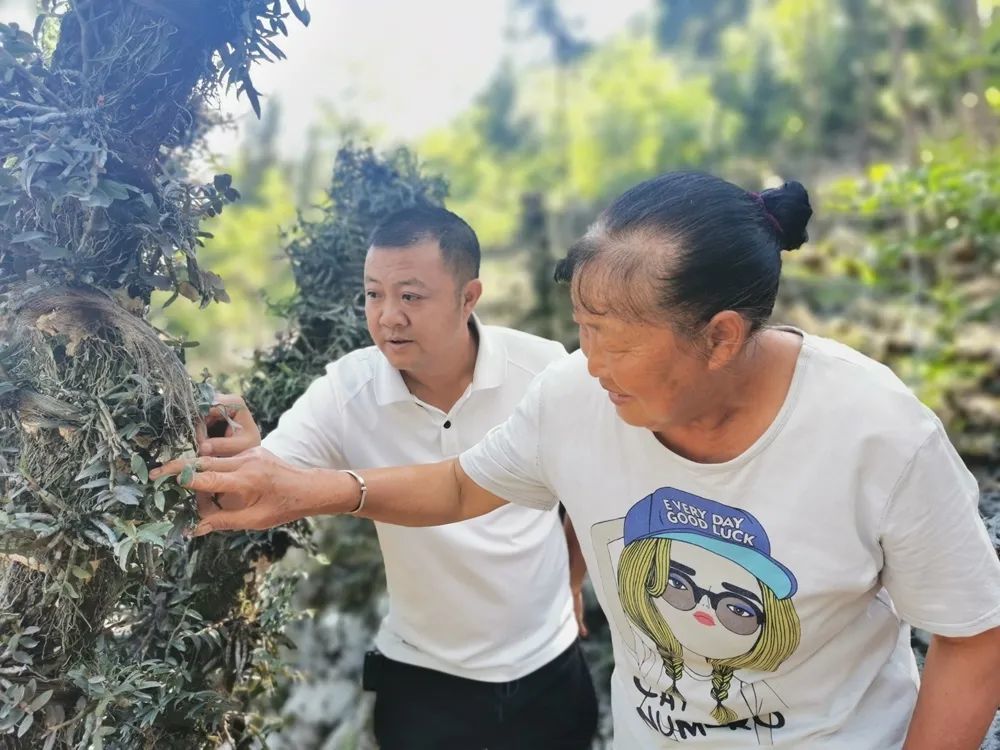 张帮俊在冷洞村石斛基地里指导村民管护技术"我们下一步要带领老百姓