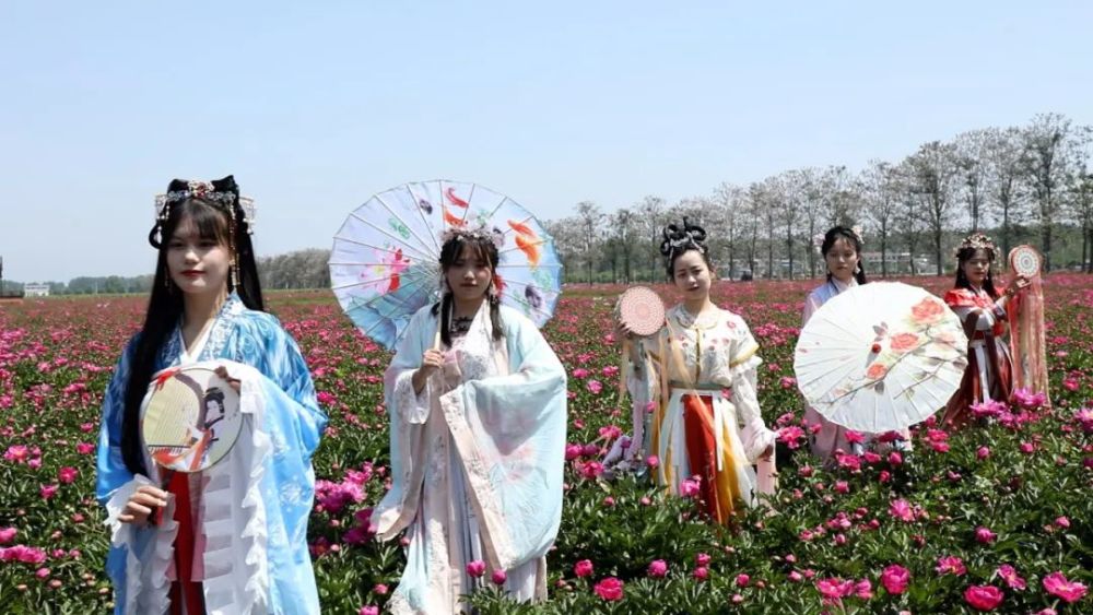 游药都亳州 赏亳药花海|芍花如海,美人如画,带您一起畅游亳州独特美景