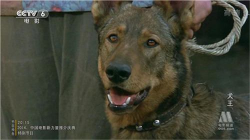 功勋军犬为拍戏被炸药炸死,士兵哭到昏厥,导演却说:拍